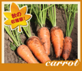 �̳�ƻ�ν���ޤ뤴�Ȥ��Ϥ��� ���������ͭ���ˤ󤸤�ס�5kg�ˡ�����̵����